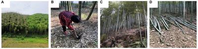 New landscape-perspective exploration of Moso bamboo forests under on/off-year phenomena and human activities